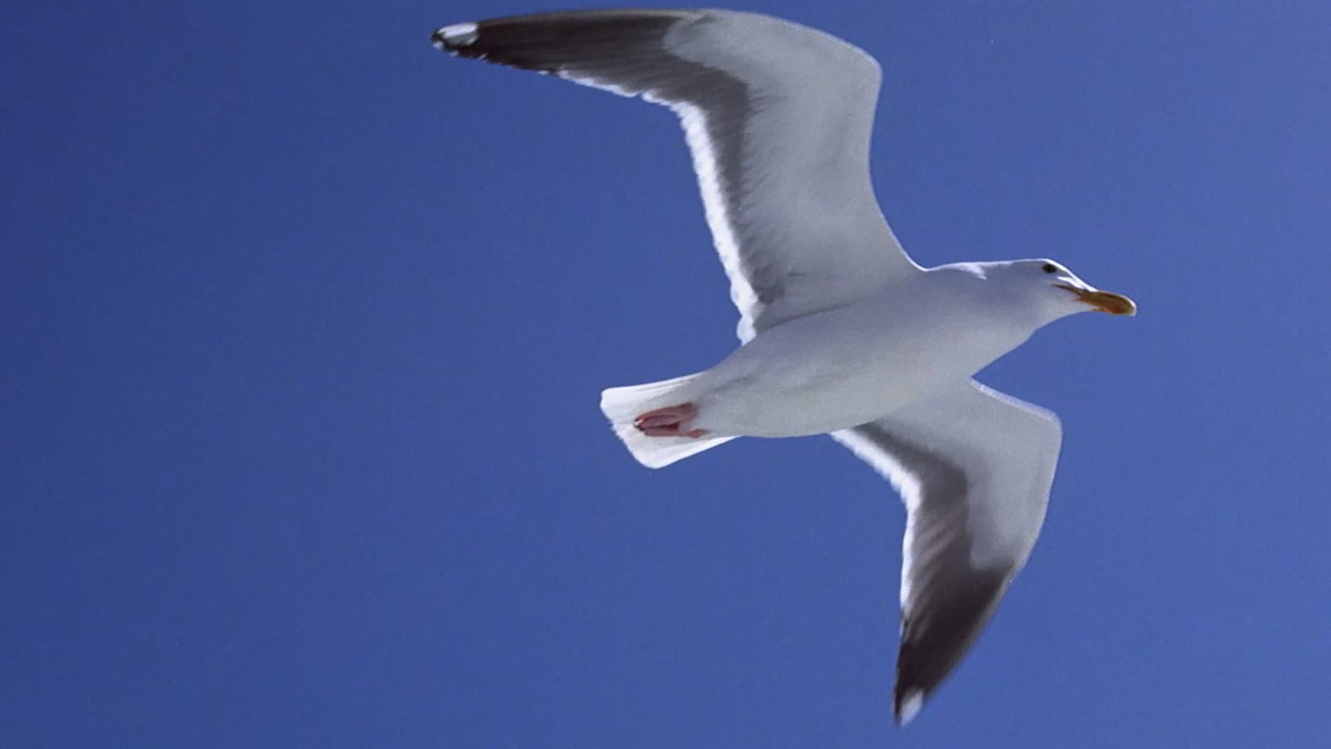 Il gabbiano Jonathan Livingston - immagine