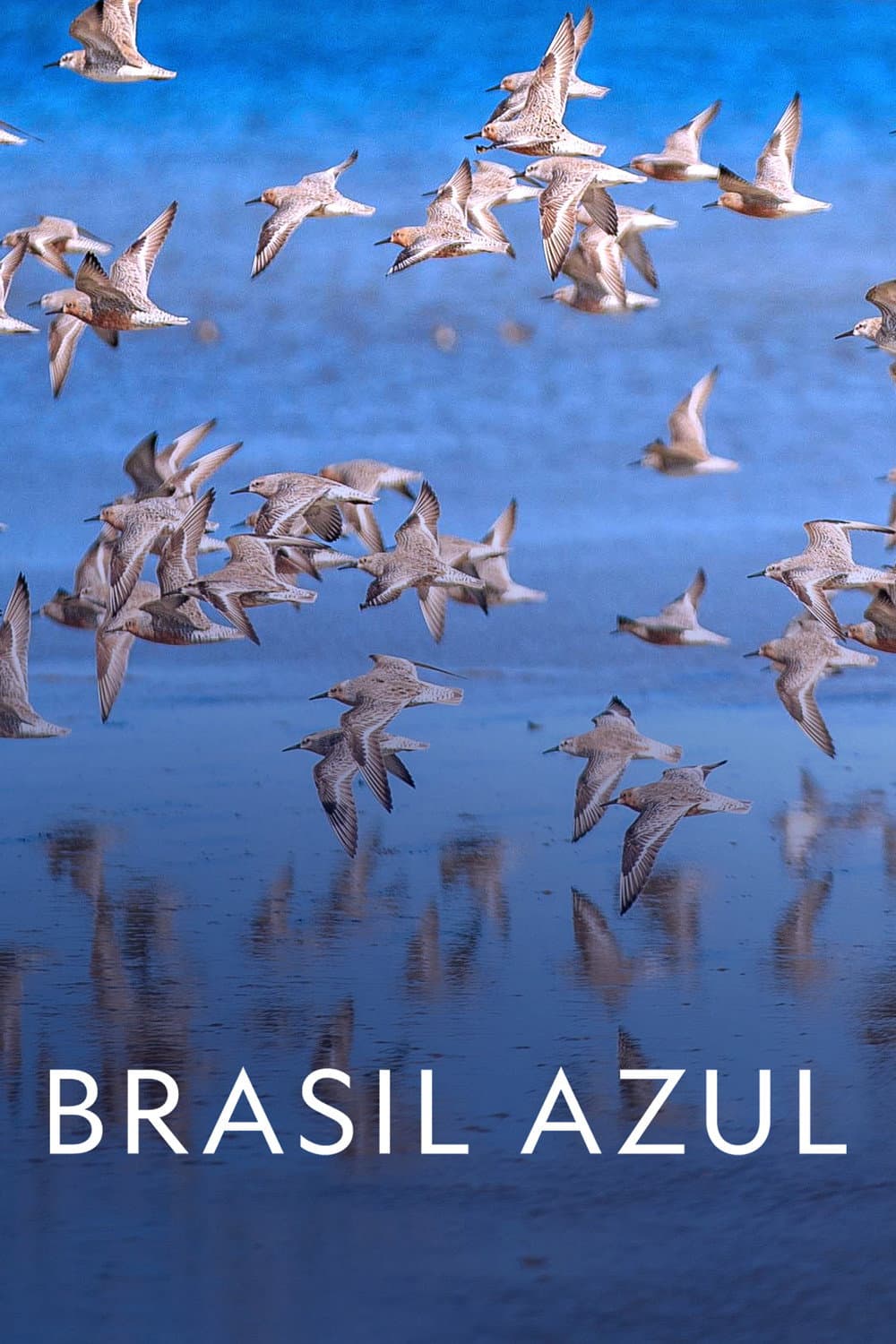 Poster di Brasil Azul