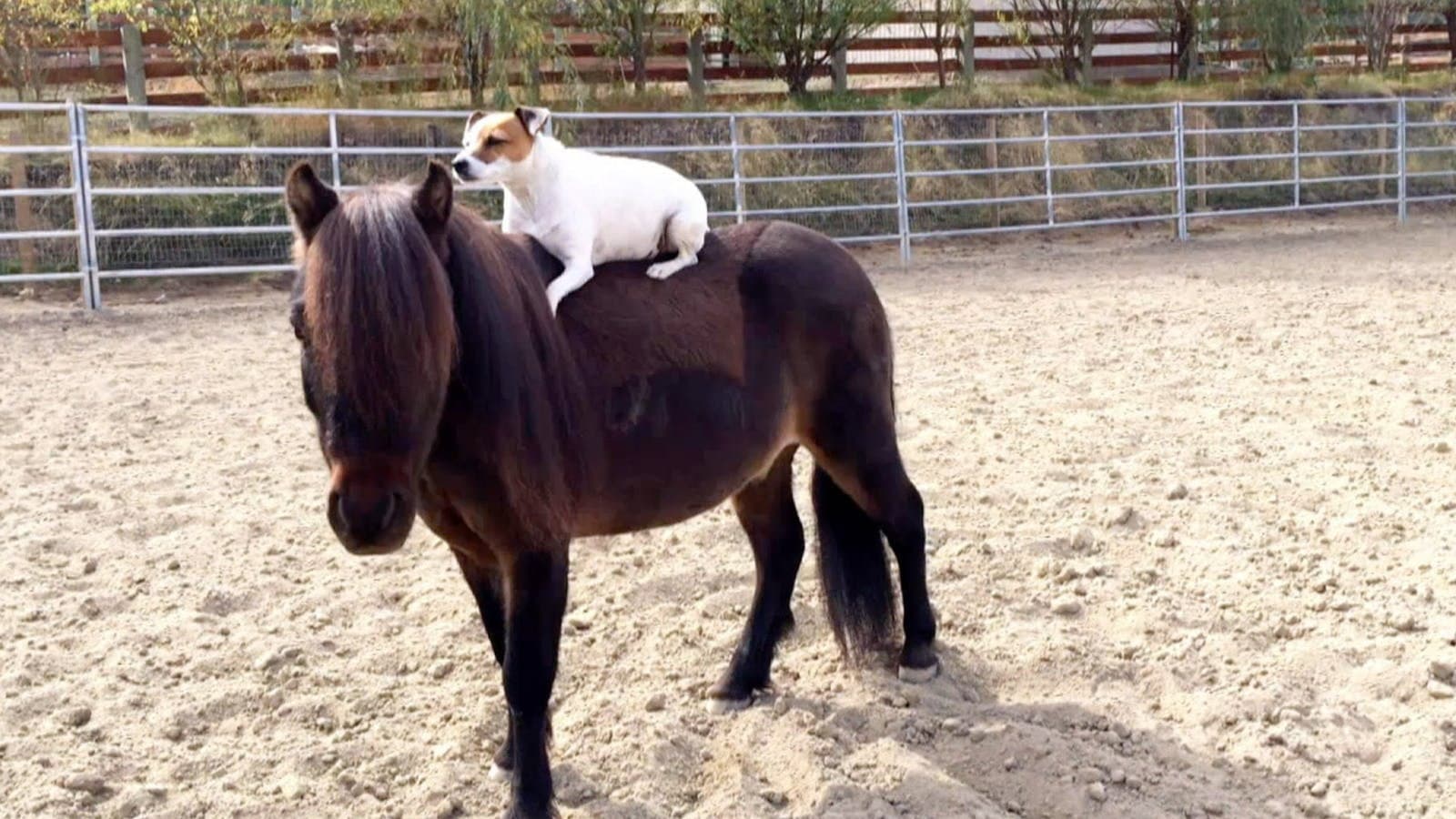 Adventures of Dally and Spanky - immagine