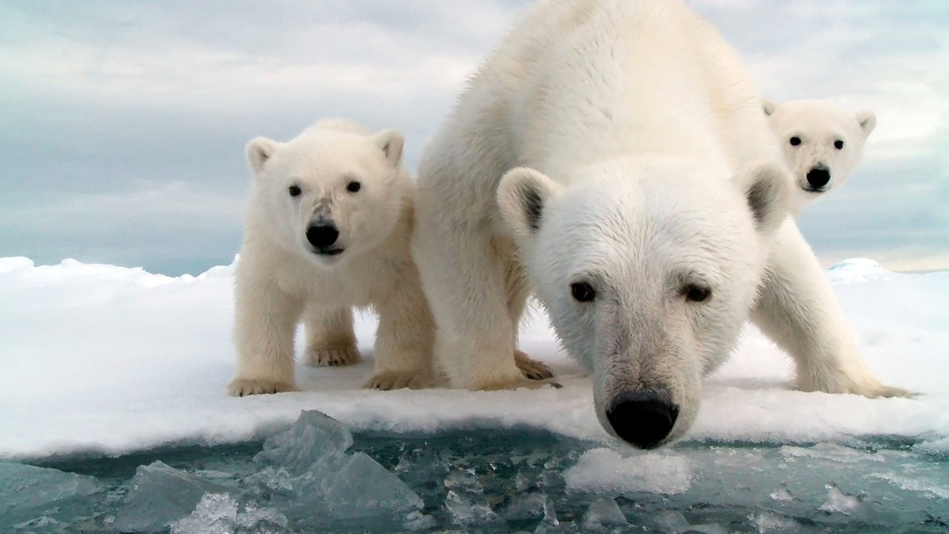 Snow Bears, vita da orsi - immagine