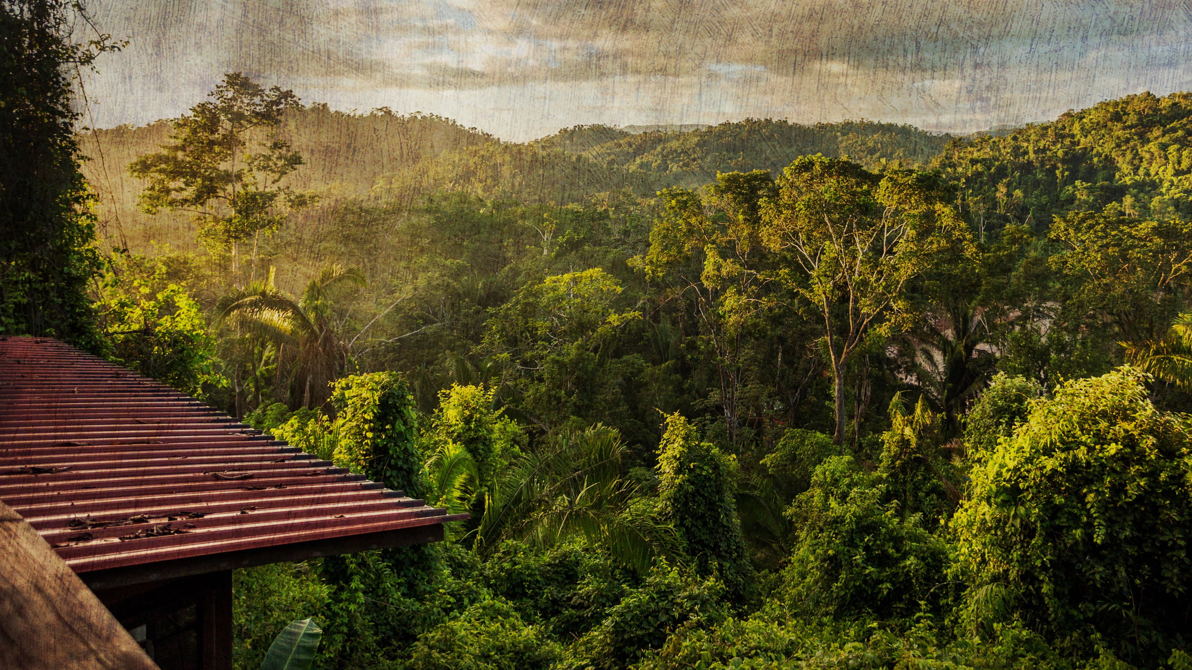The Cannibal in the Jungle - immagine