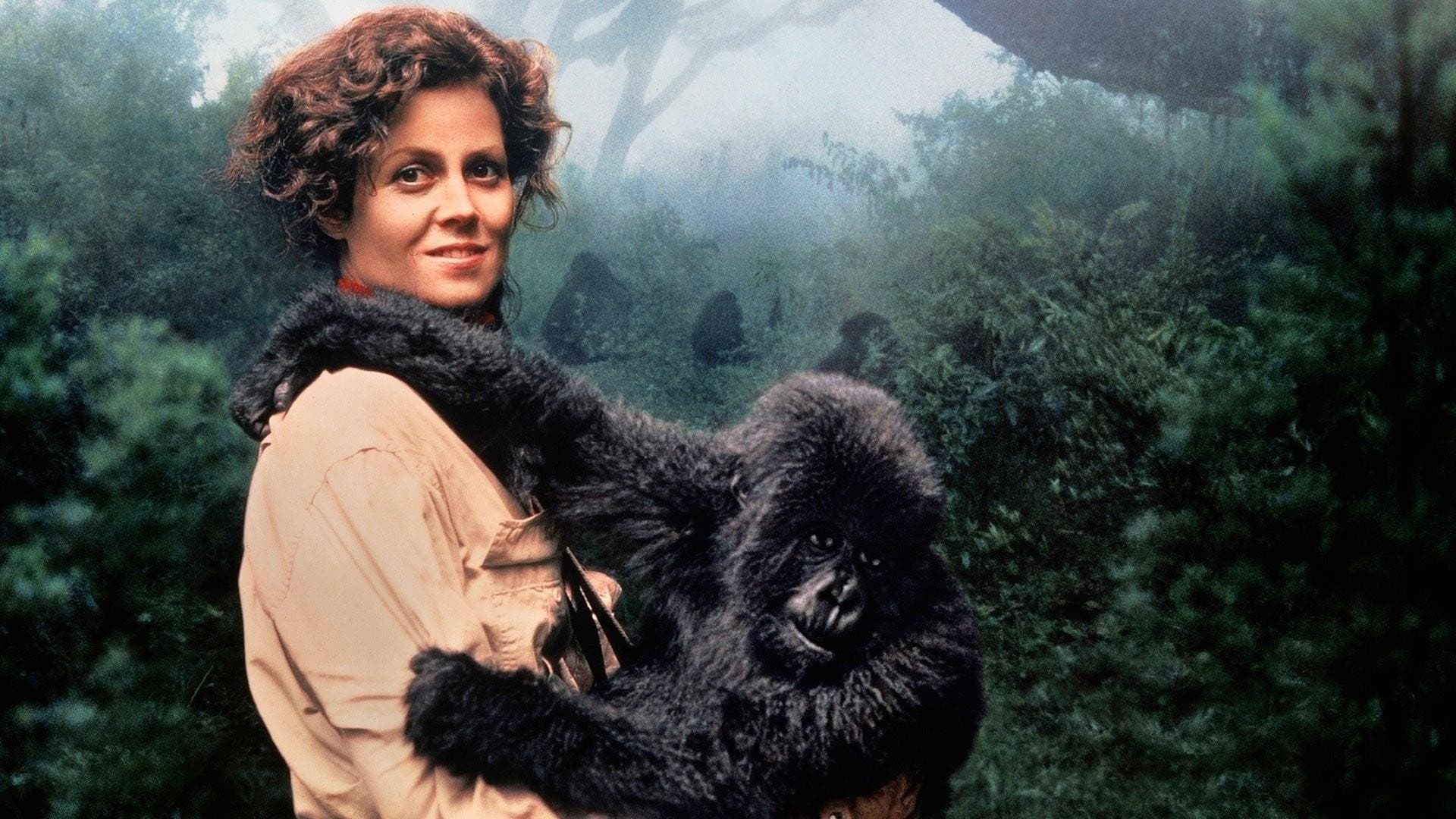 Gorilla nella nebbia - immagine