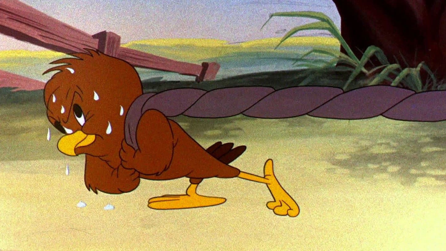 La gallina, questa sconosciuta - immagine
