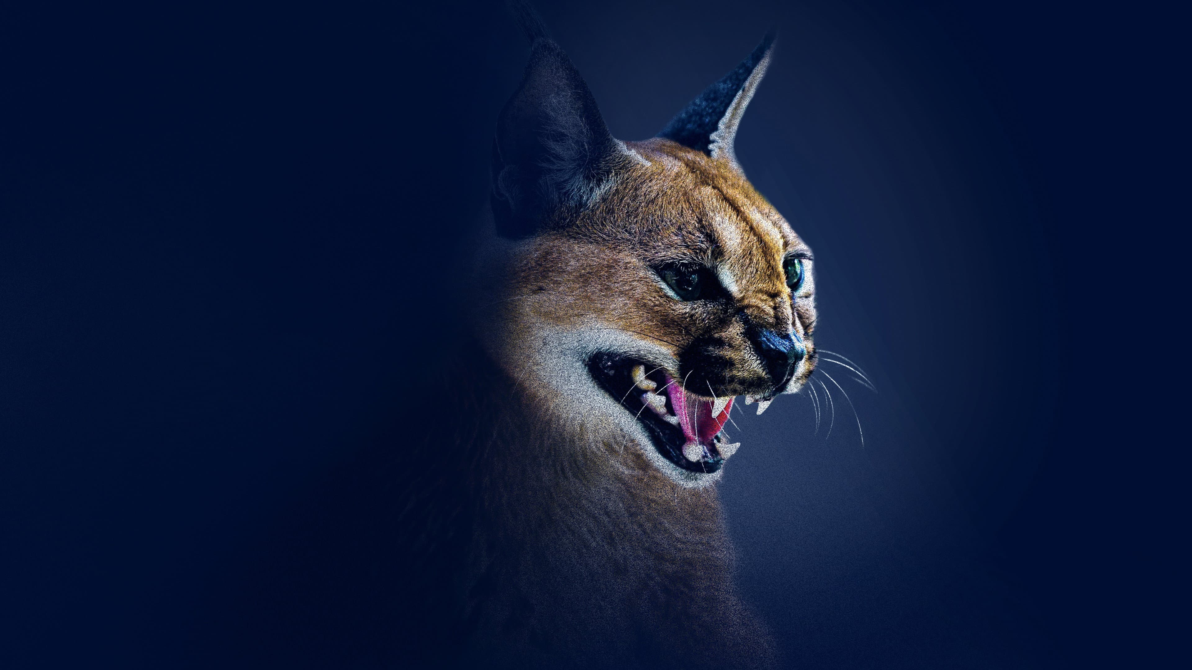 Shadow Cats - immagine