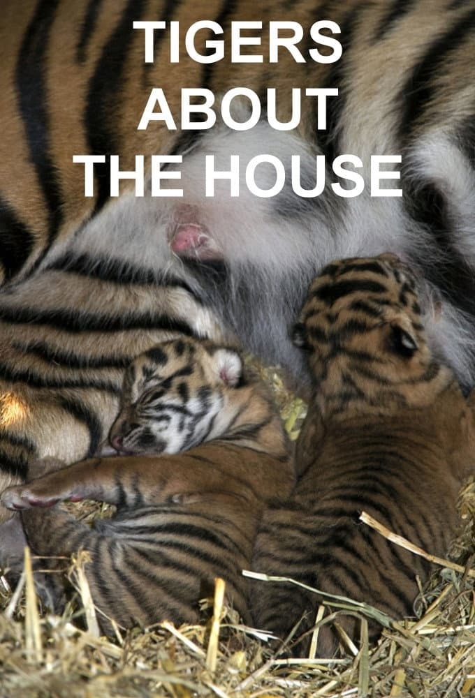 Poster di Tigers About the House