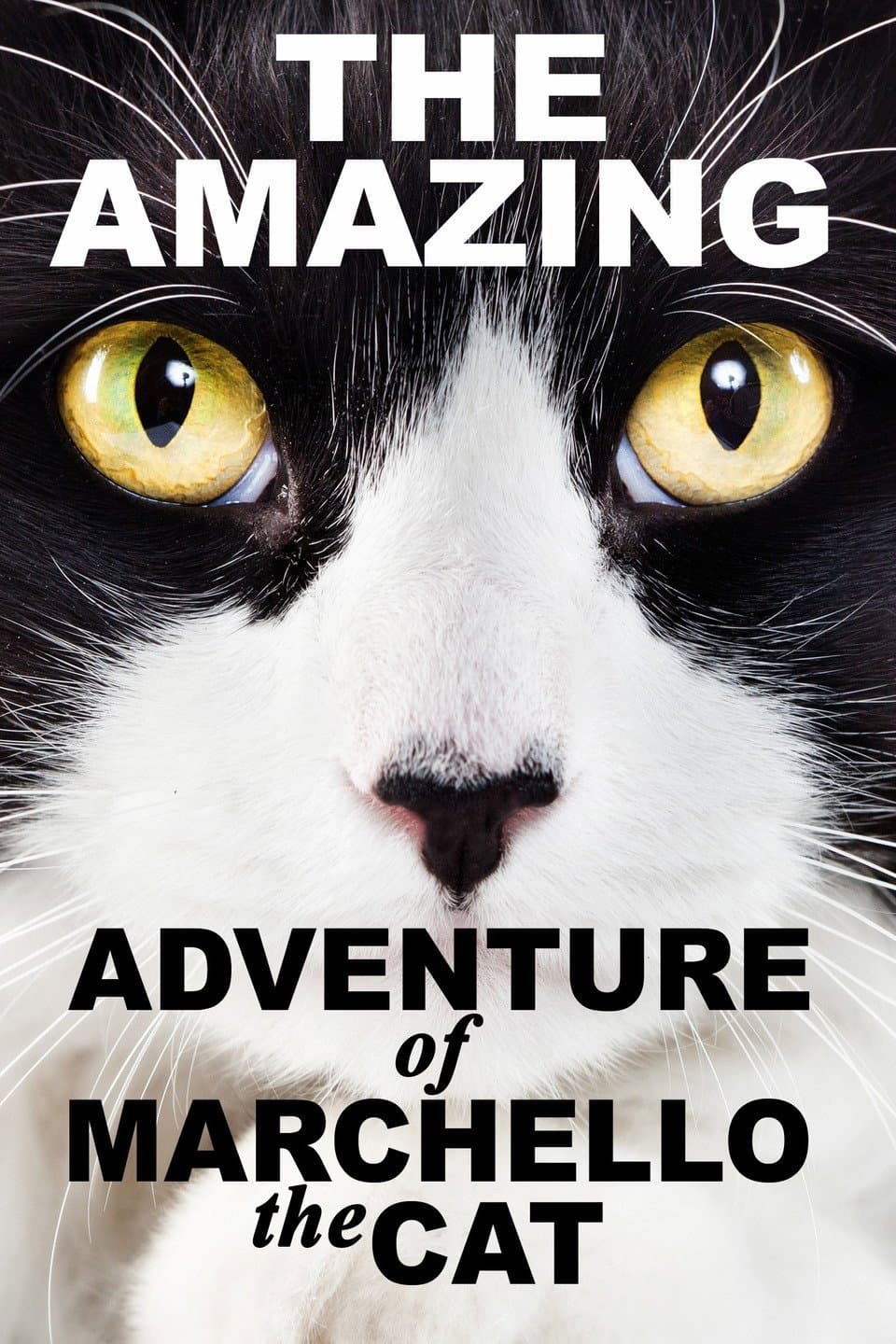 Poster di A Cat's Tale