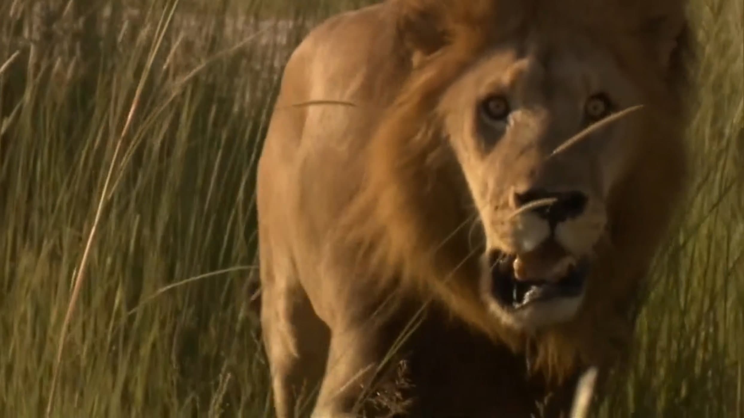 Game of Lions - immagine