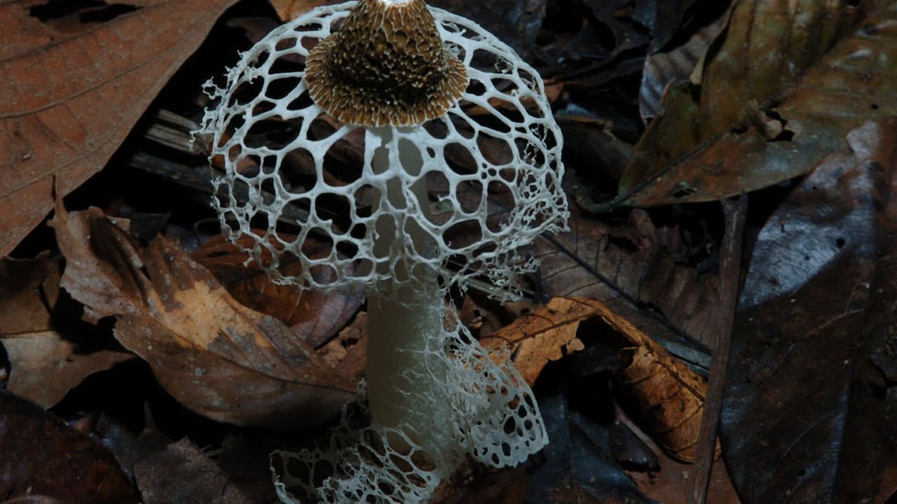 Funghi fantastici - immagine
