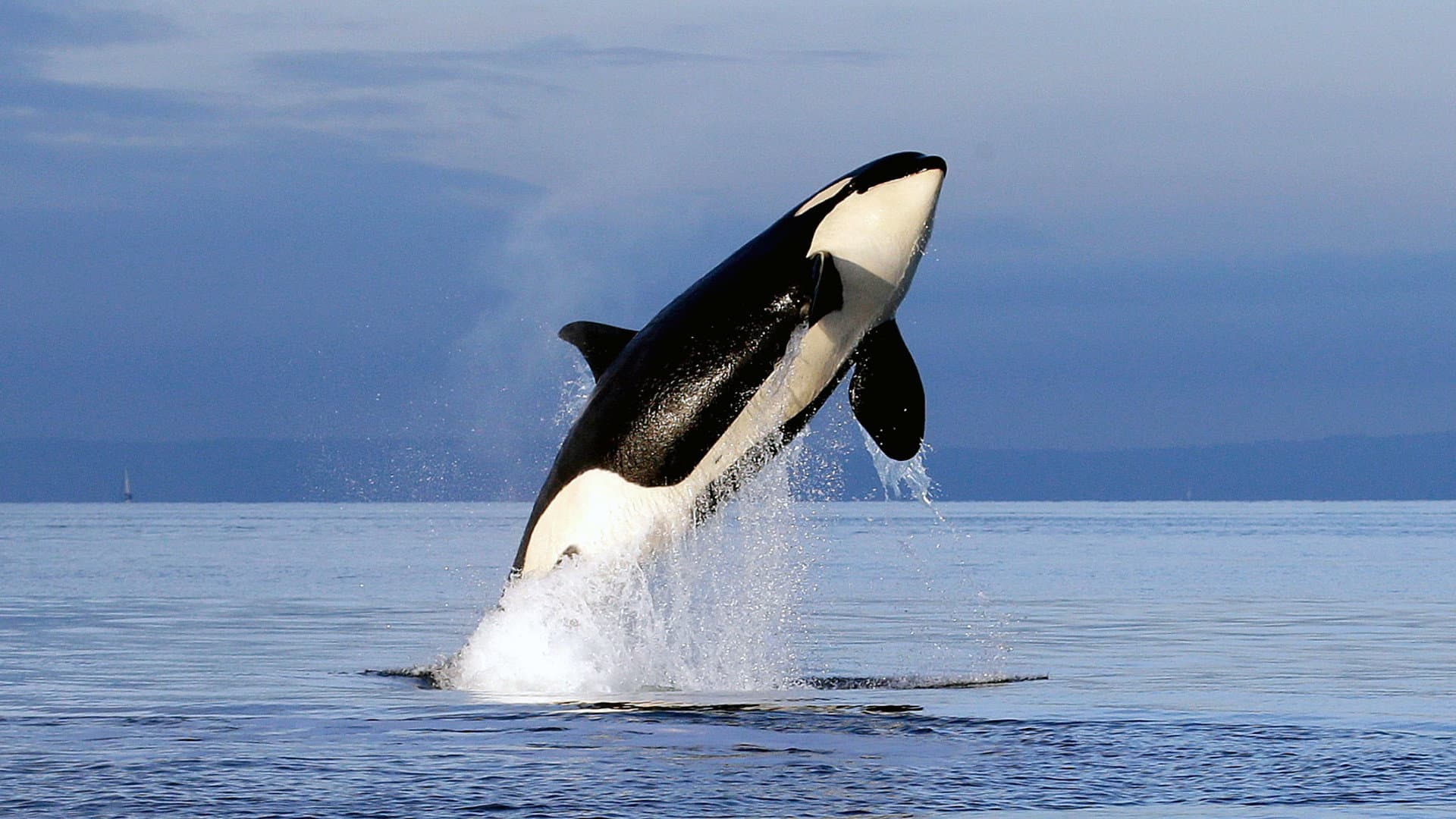 Free Willy 2 - immagine