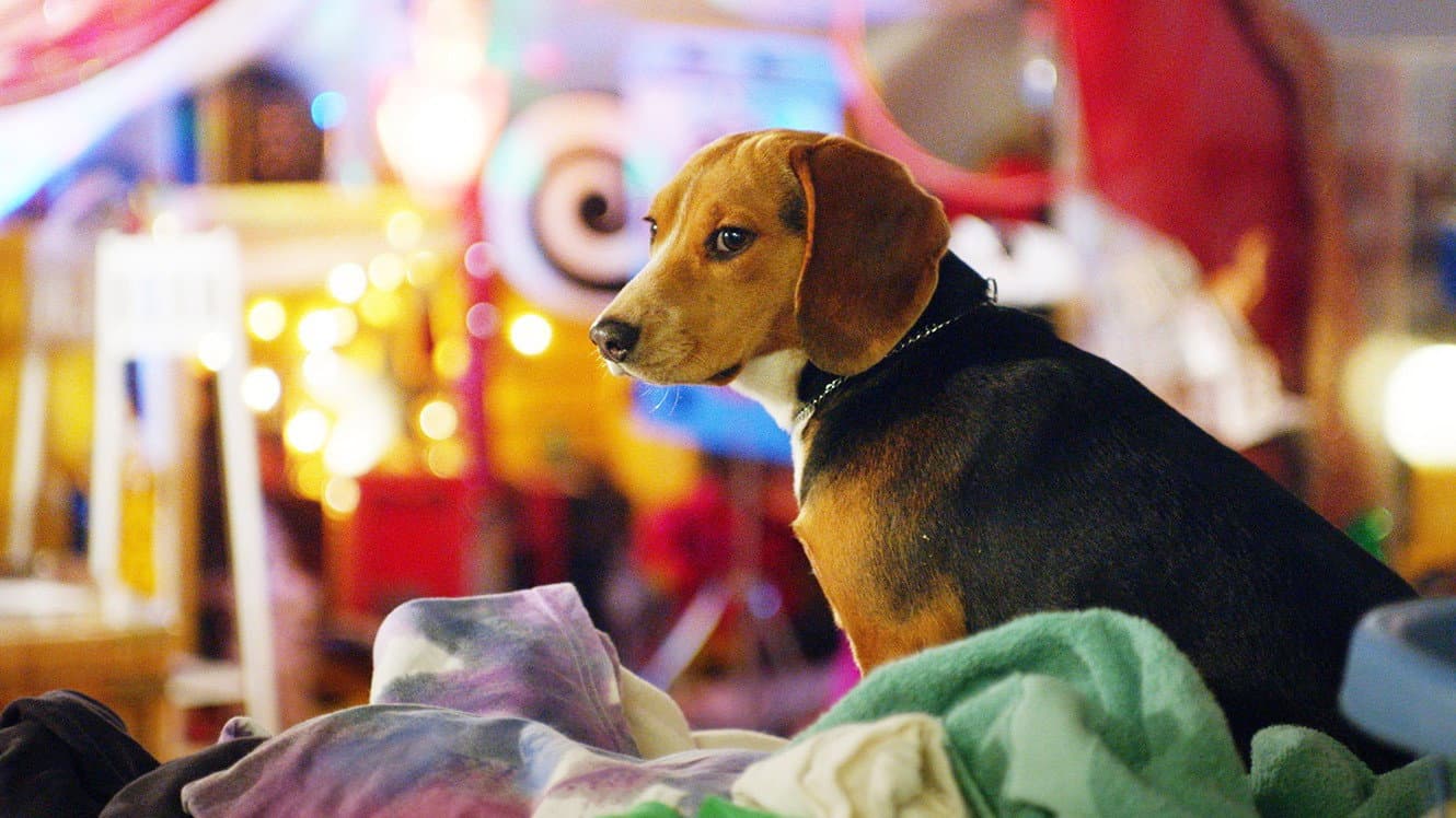 Shelby - Il cane che salvò il Natale - immagine