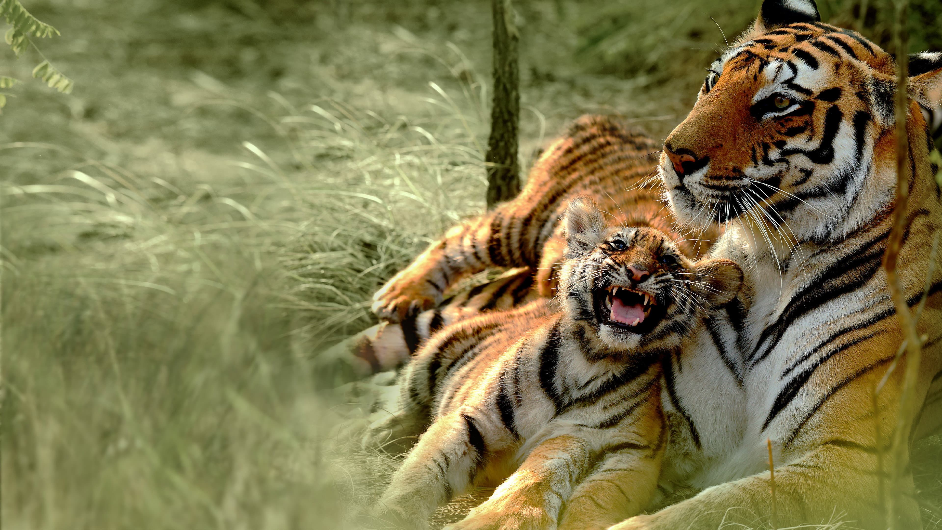 Counting Tigers - immagine