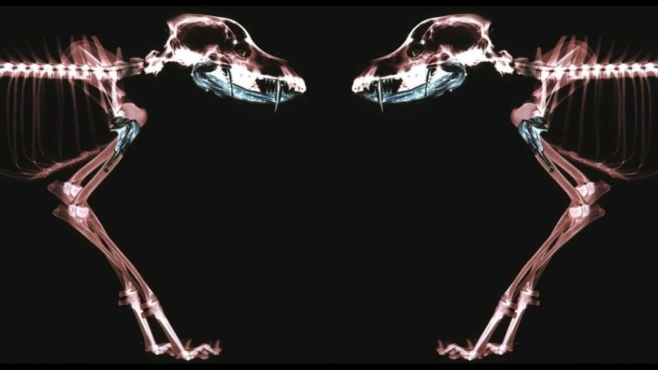 Rottweiler - immagine