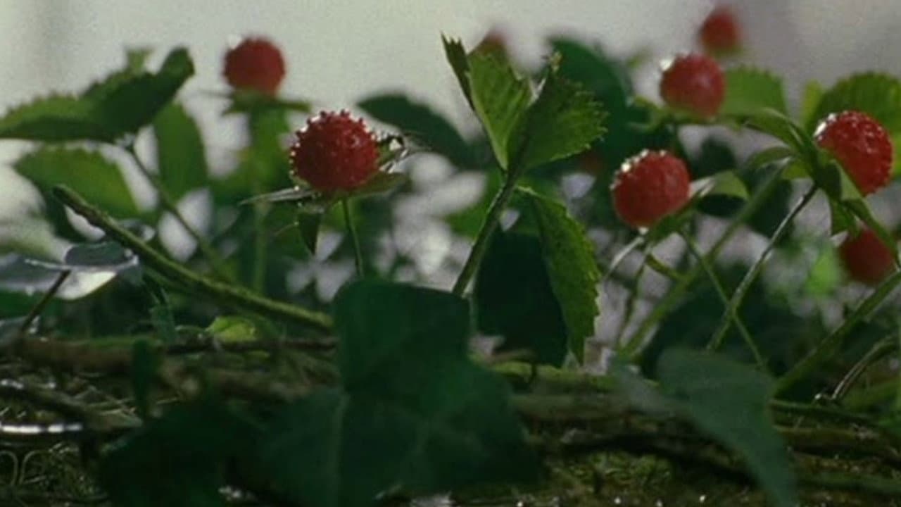 Wild Berries - immagine