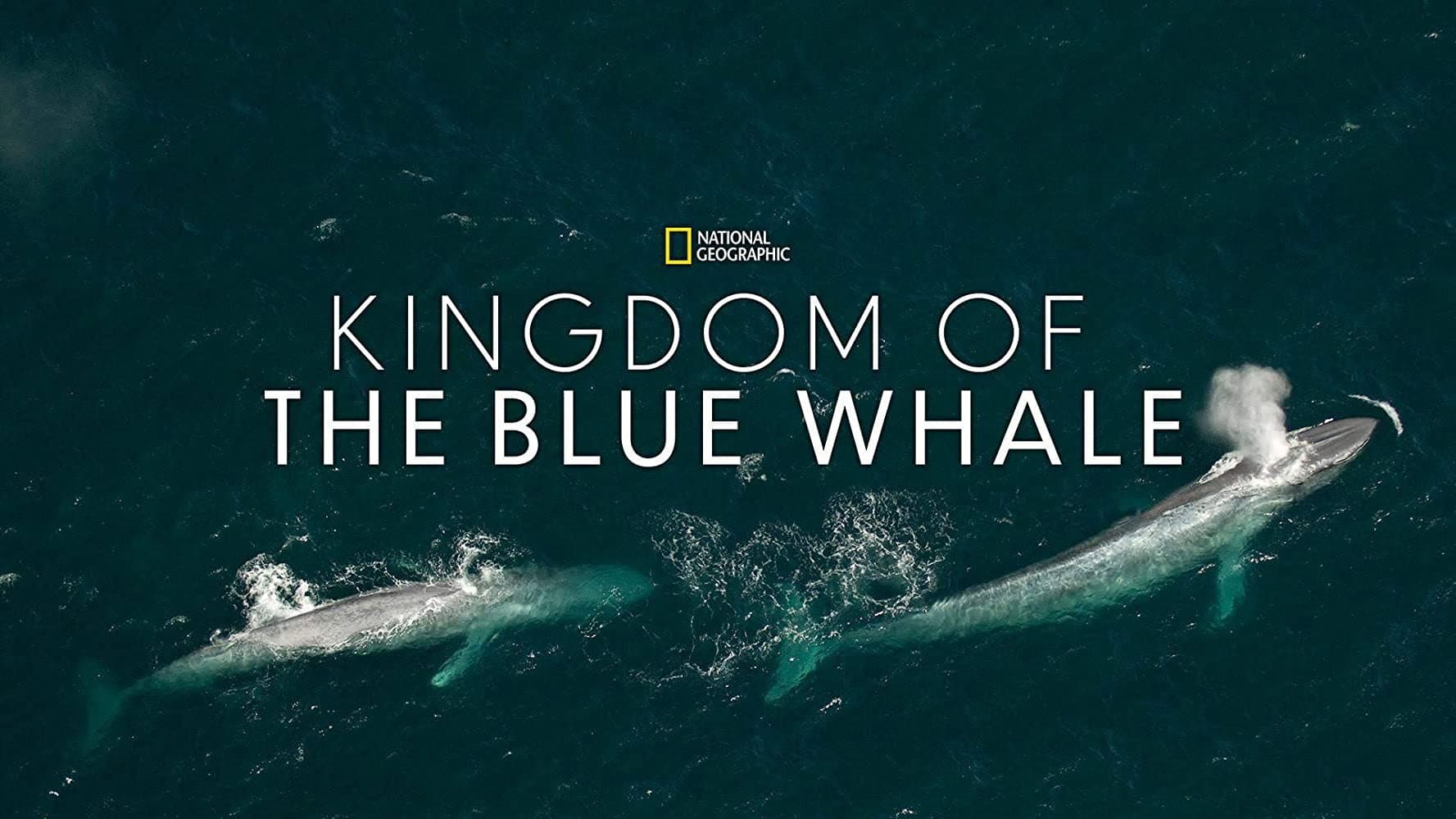 Il gigante fragile - La balena blu - immagine