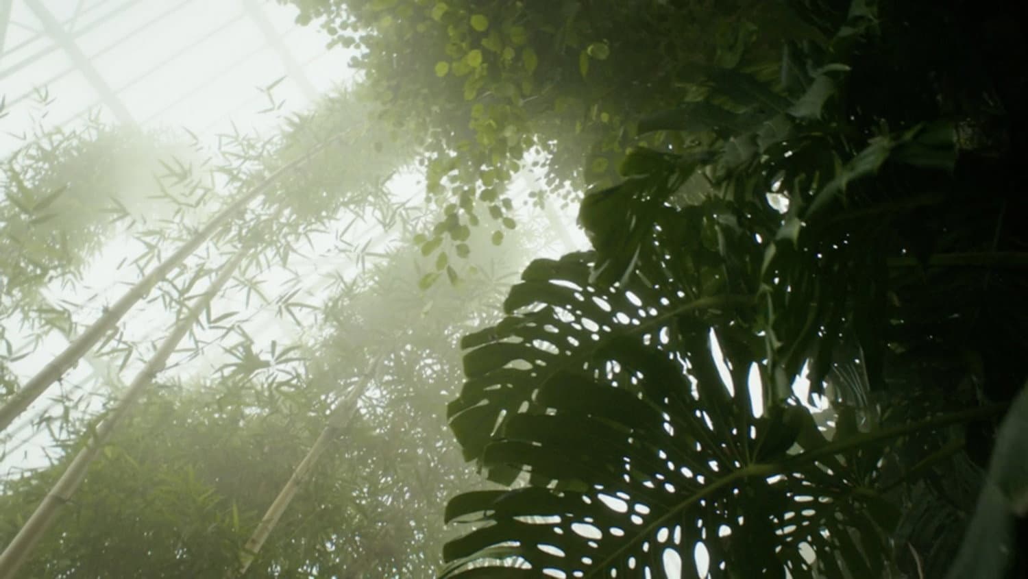 Paradise Lost? - immagine
