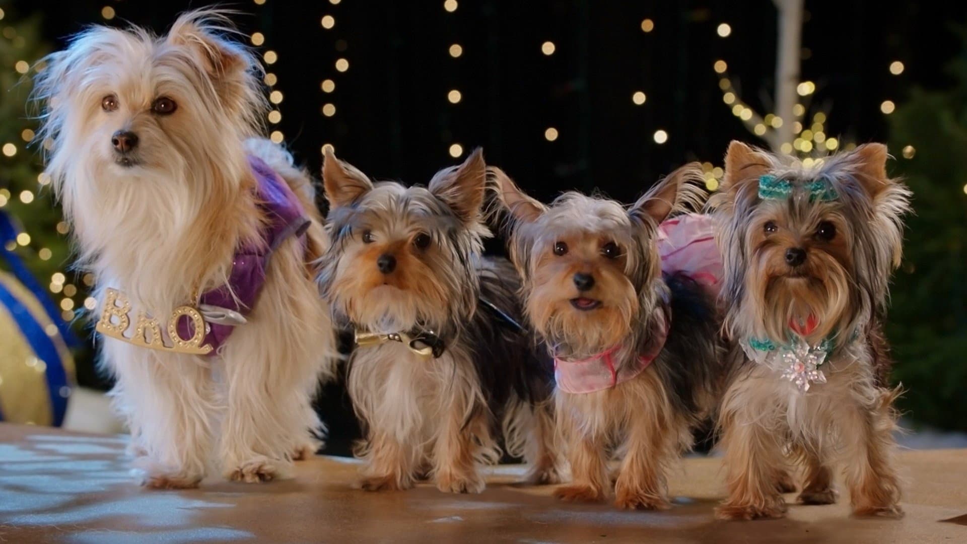 Puppy Star Christmas - immagine