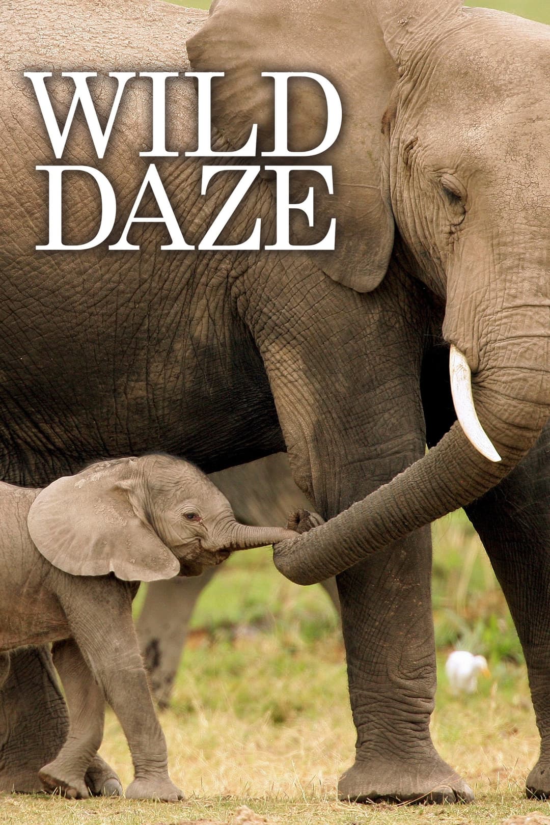 Poster di Wild Daze
