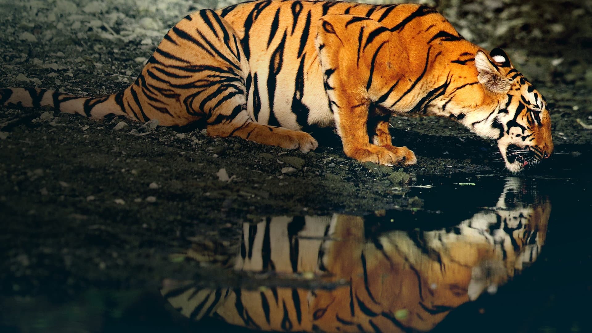 Counting Tigers - immagine