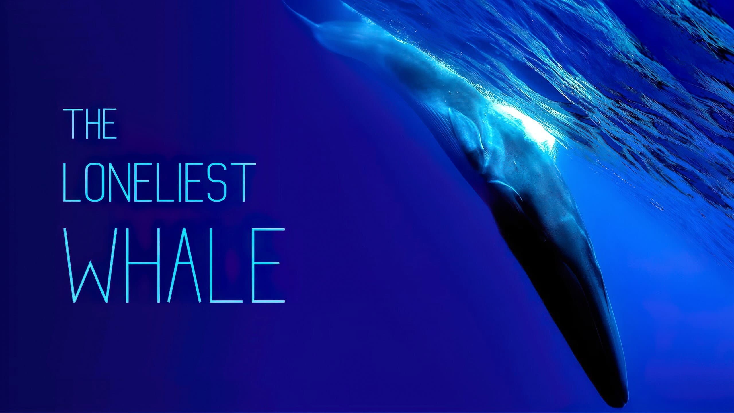 The Loneliest Whale: The Search for 52 - immagine