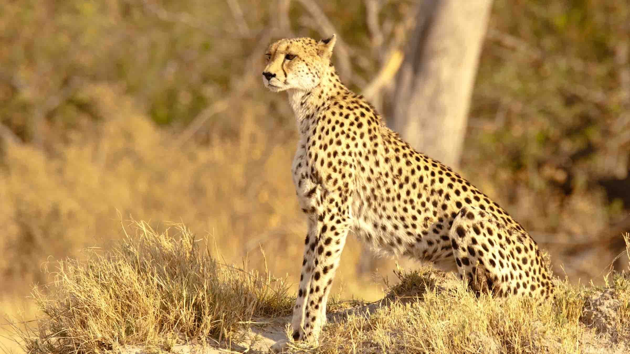 Serengeti Speed Queen - immagine