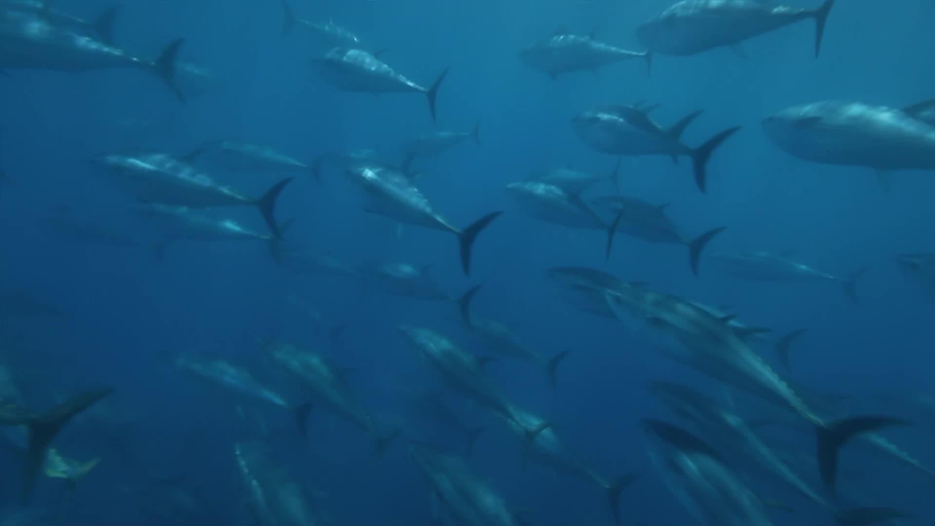 Superfish: Bluefin Tuna - immagine