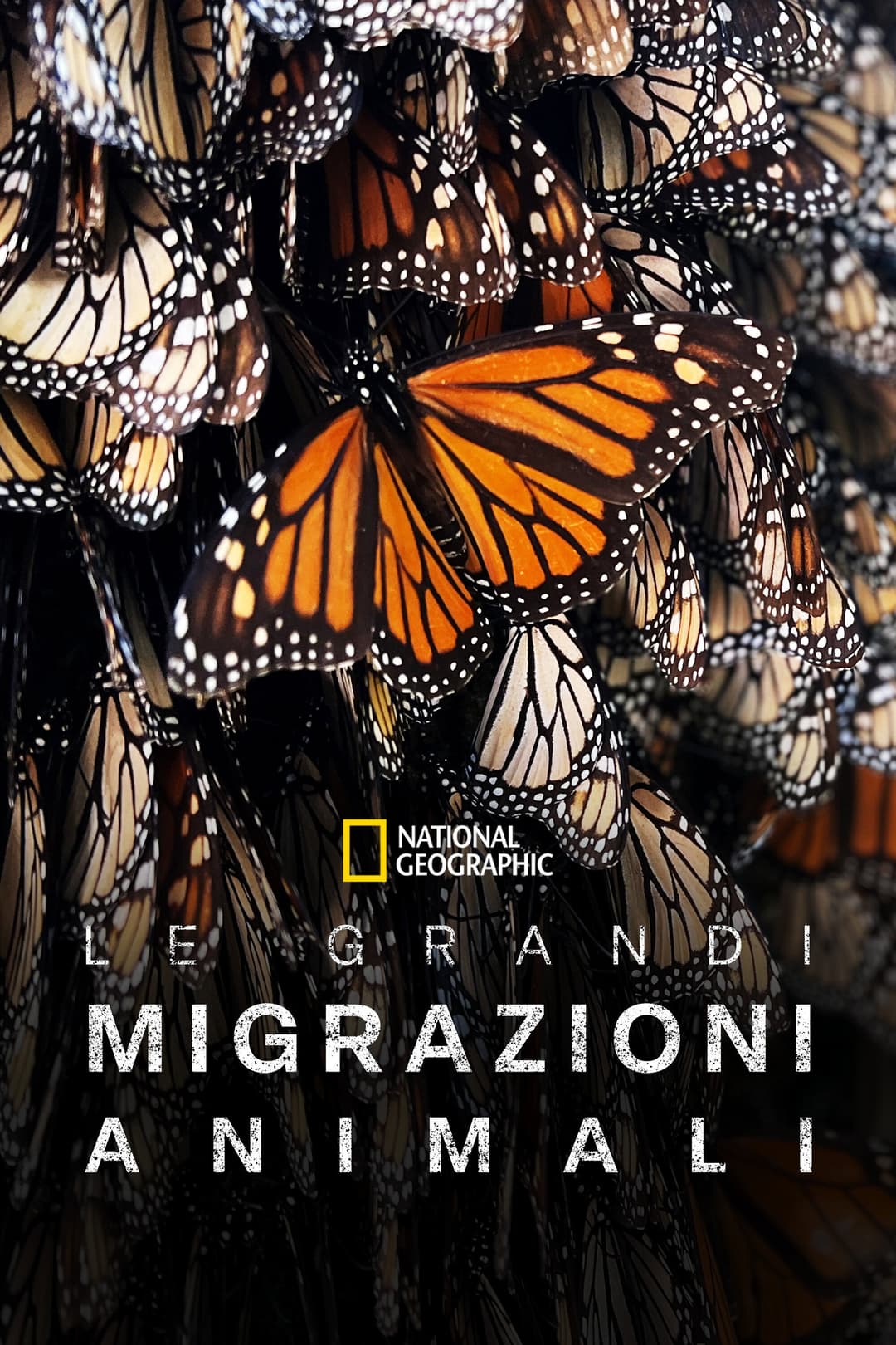 Poster di Le Grandi Migrazioni Animali
