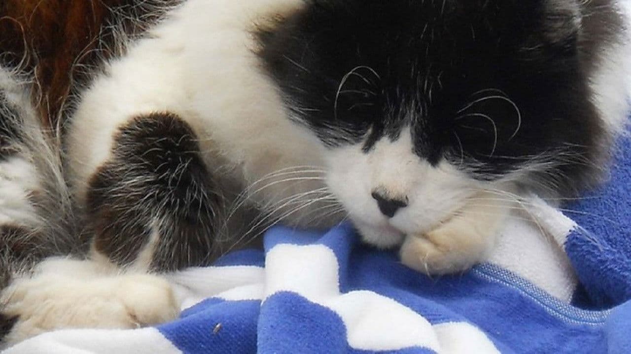 A Cat's Tale - immagine