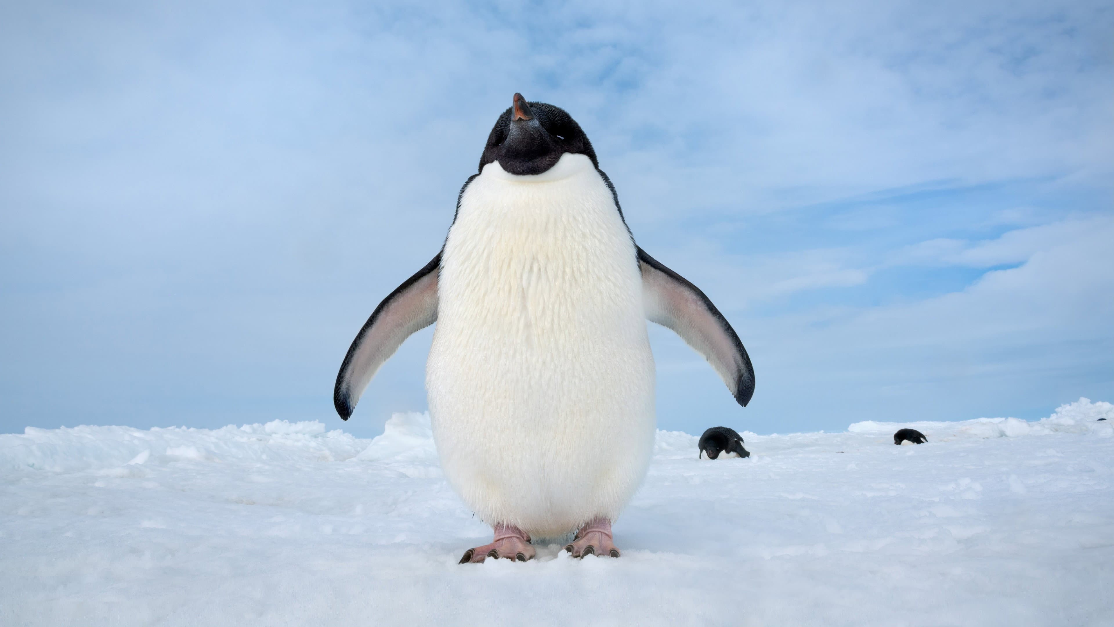 Penguins - immagine