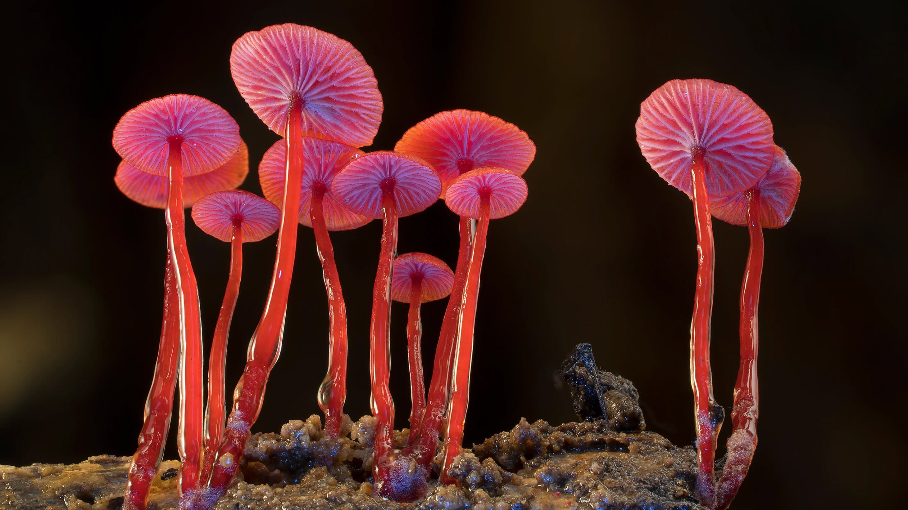 Fungi: The Web of Life - immagine