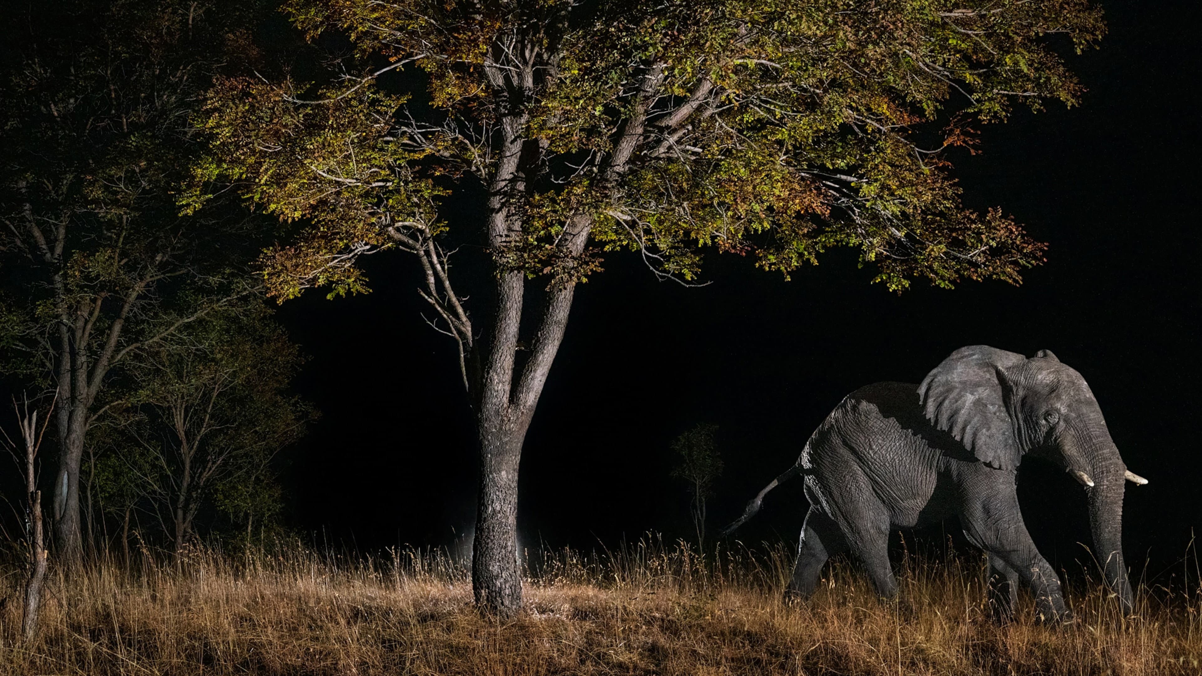 Ghost Elephants - immagine