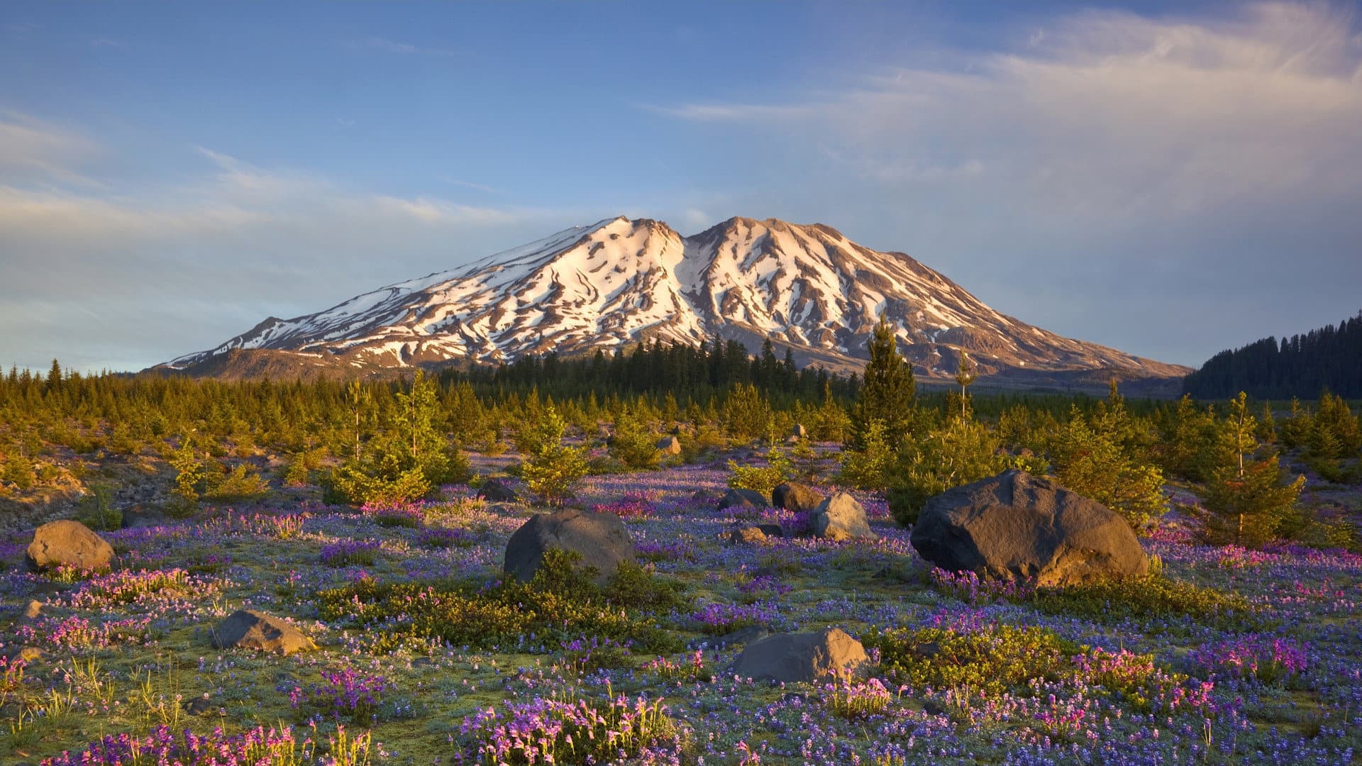 The Eruption of Mount St. Helens! - immagine
