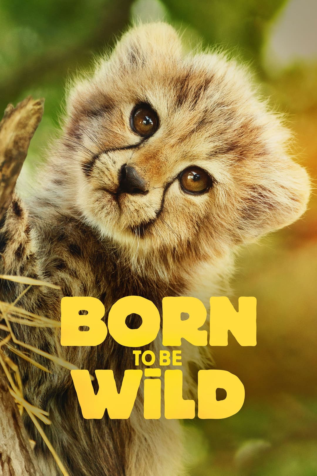 Poster di Born to Be Wild