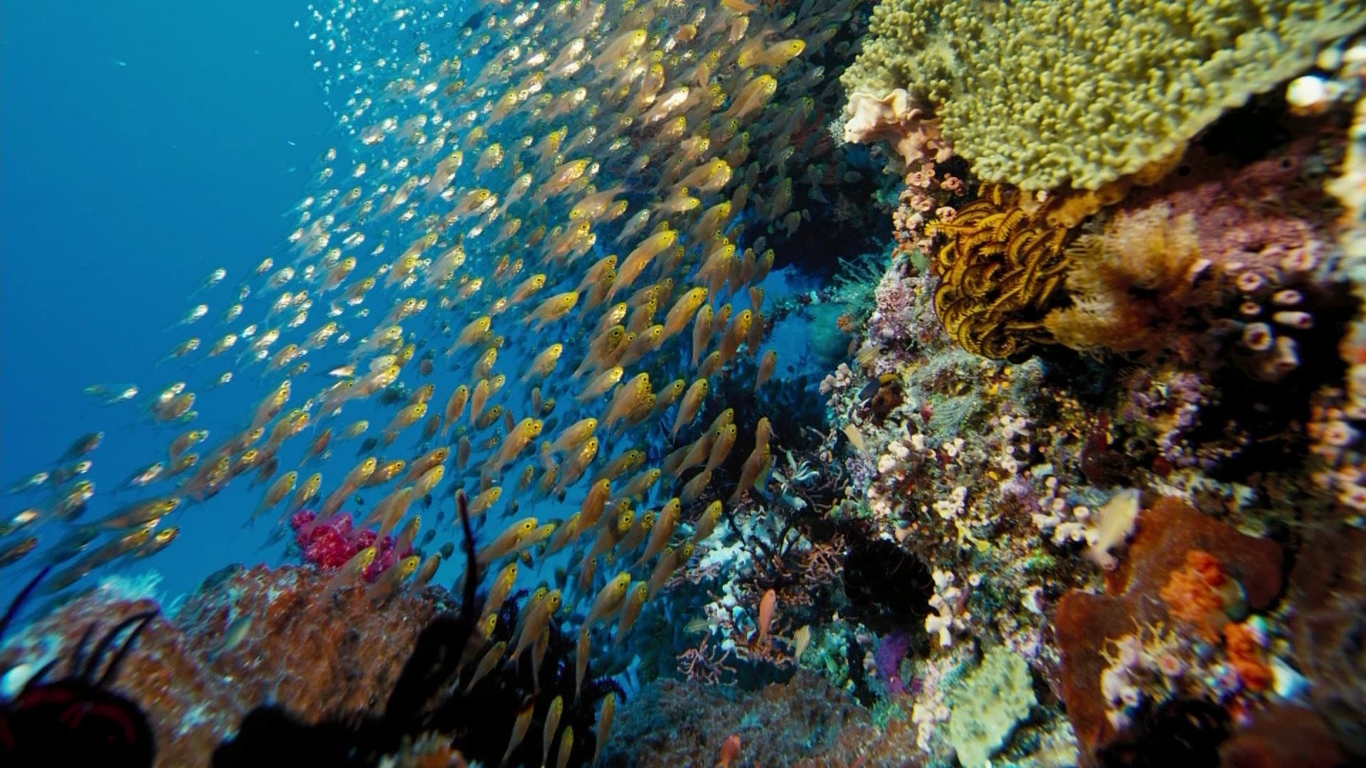 Under the Sea 3D - immagine