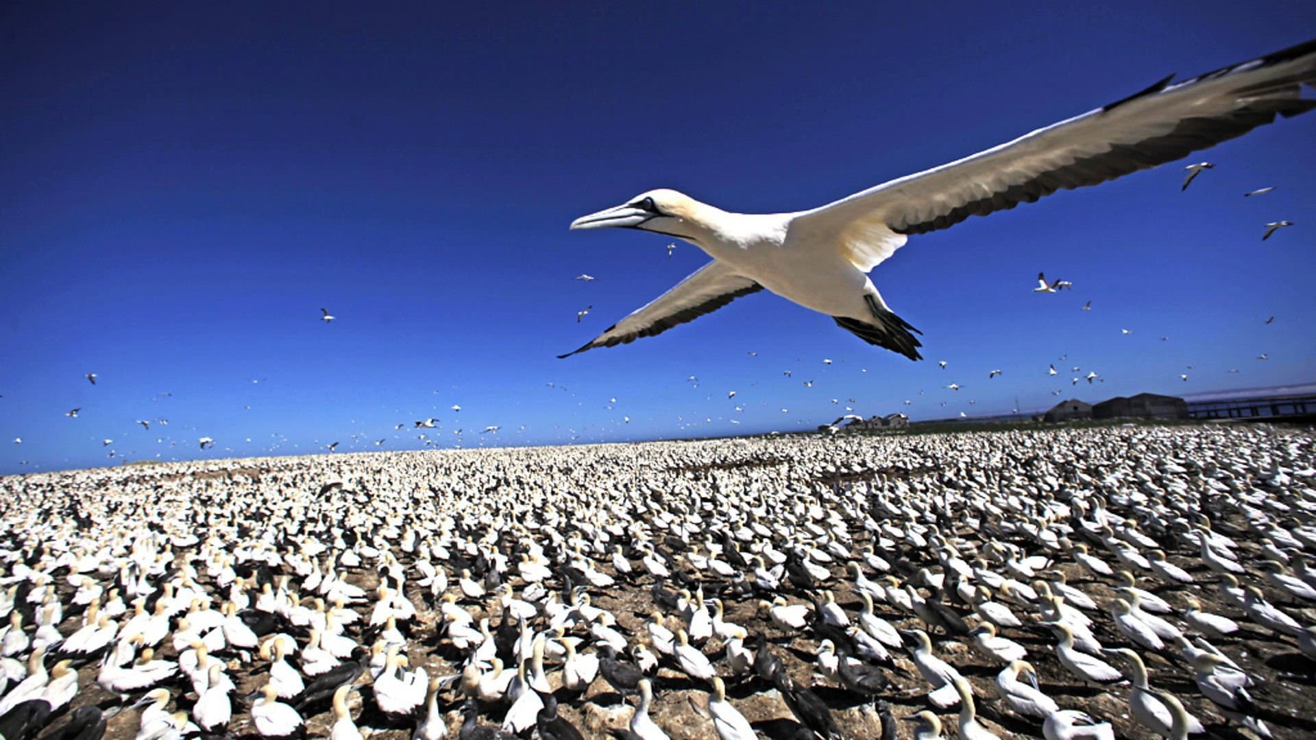 Earthflight - immagine