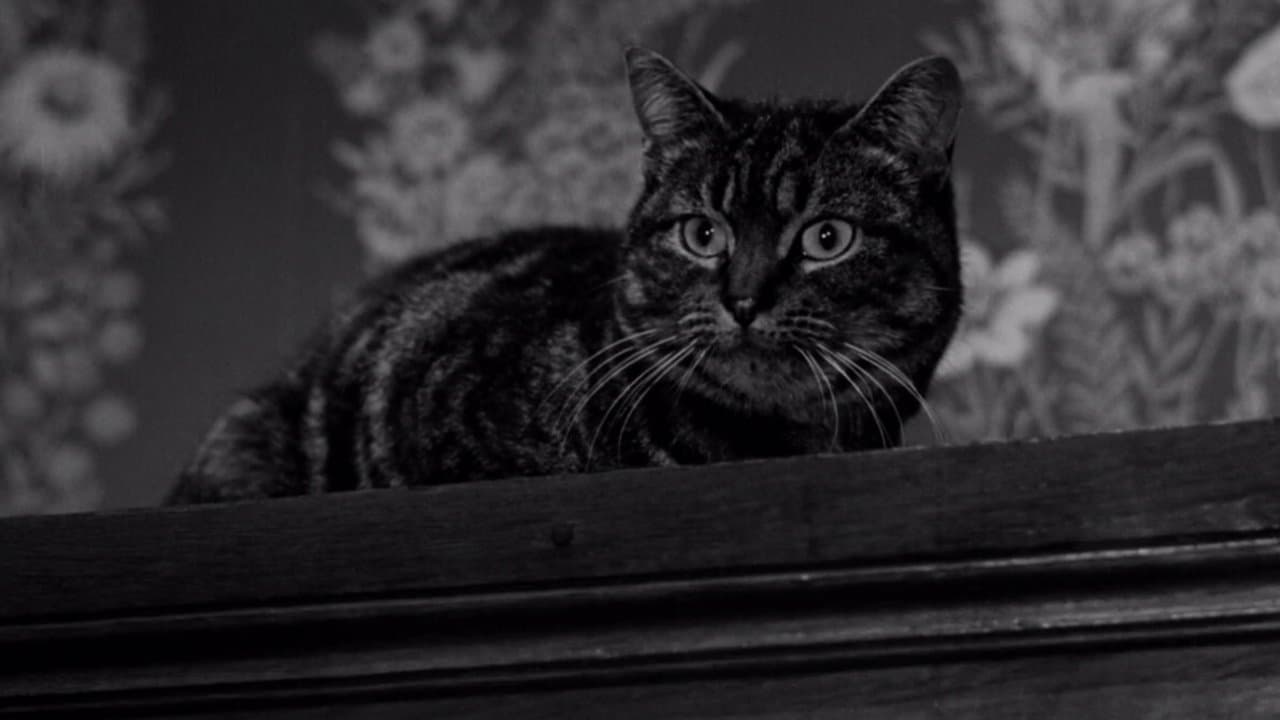 L'ombra del gatto - immagine