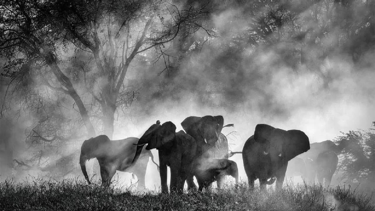 Ghost Elephants - immagine