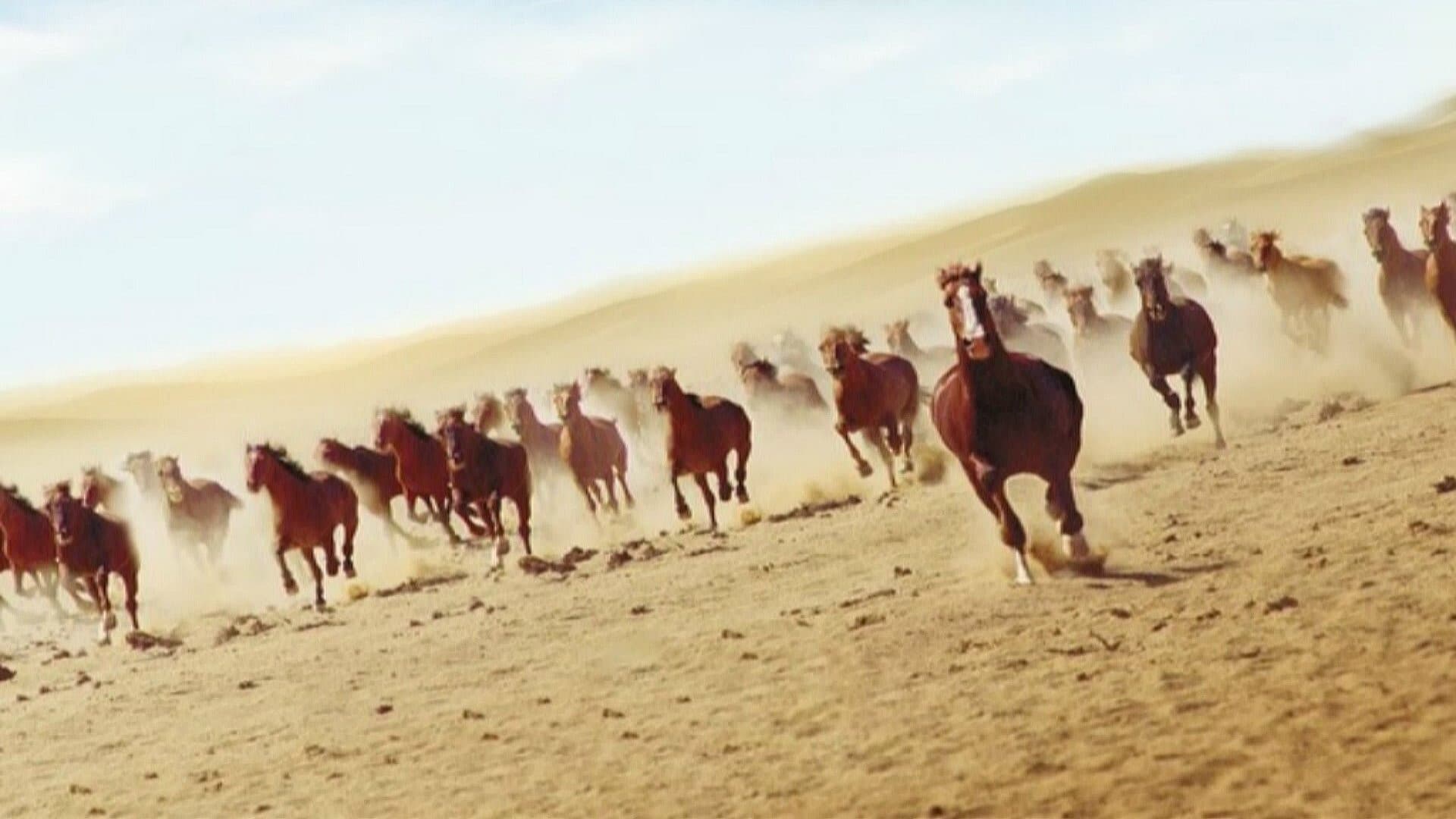 Lucky, re del deserto - immagine