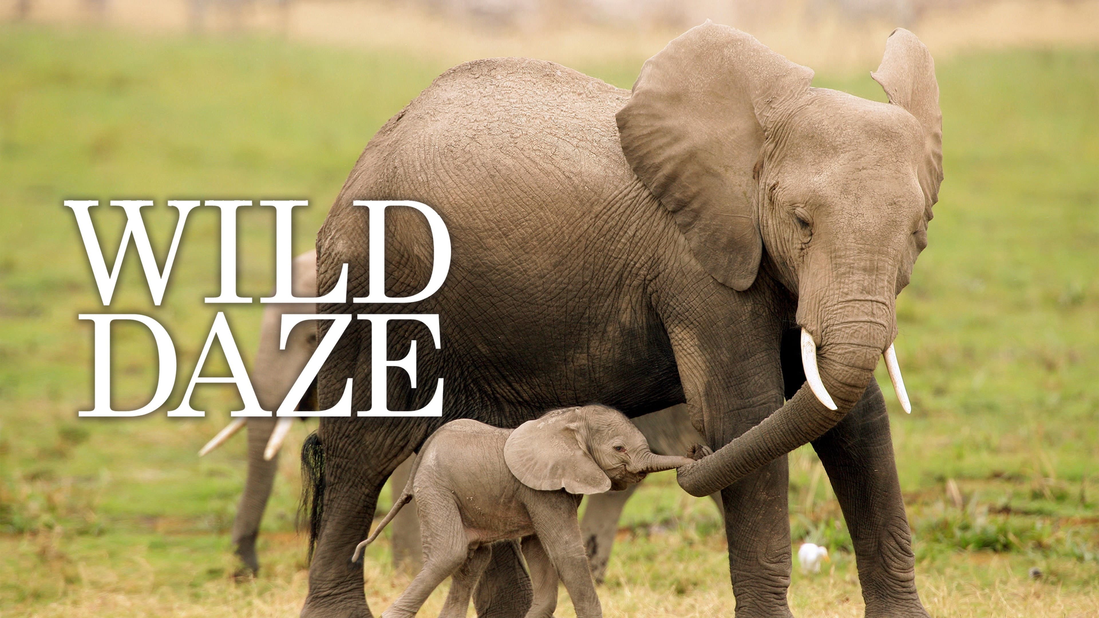 Wild Daze - immagine