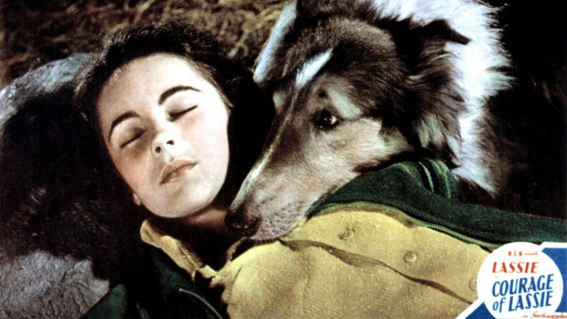 Il coraggio di Lassie - immagine
