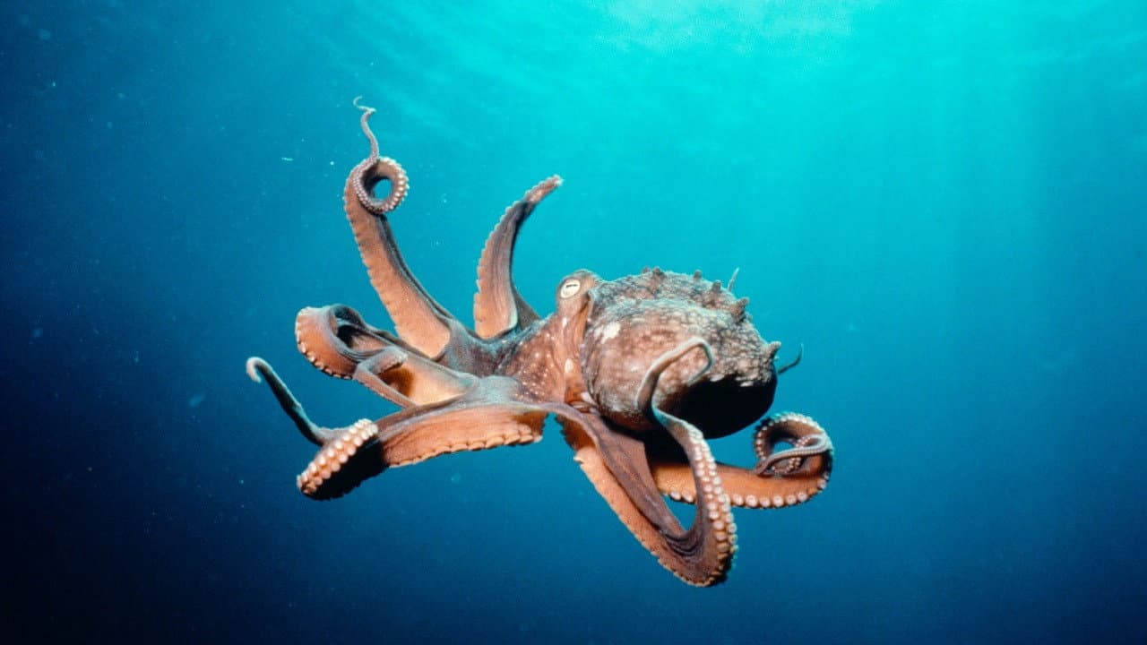 Deep Sea: Il mondo sommerso - immagine