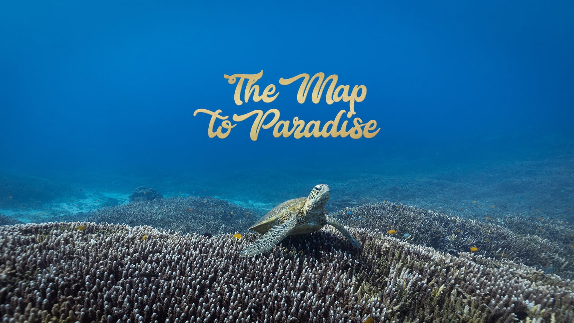 The Map to Paradise - immagine