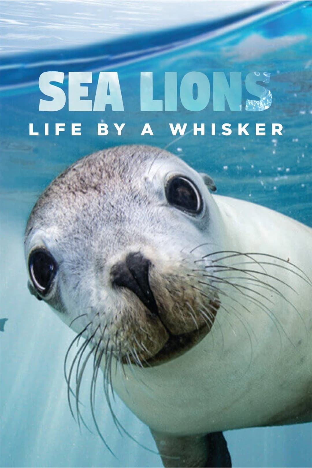 Poster di Sea Lions: Life By a Whisker