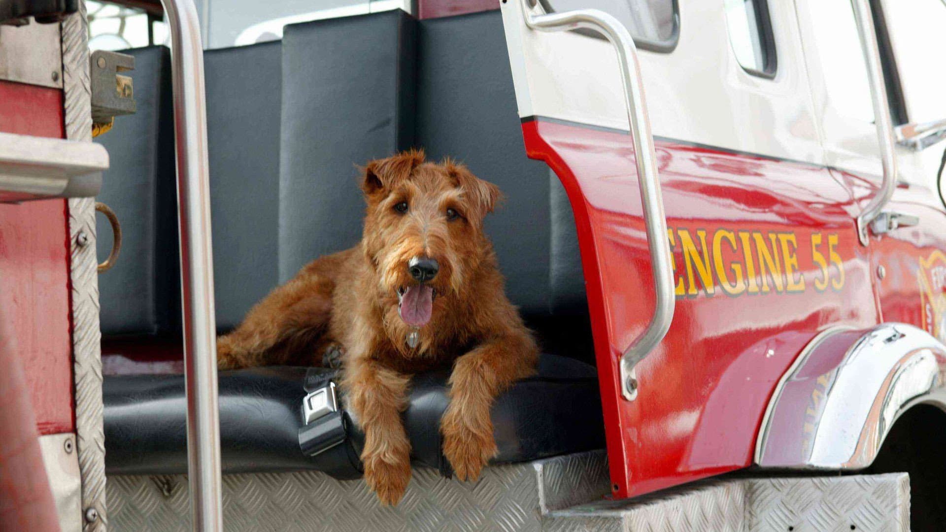 Il cane pompiere - immagine