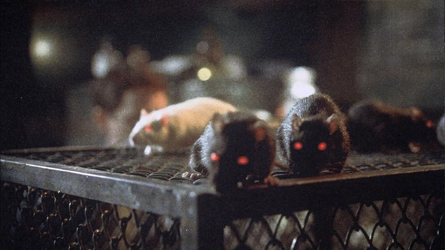 Rats - immagine
