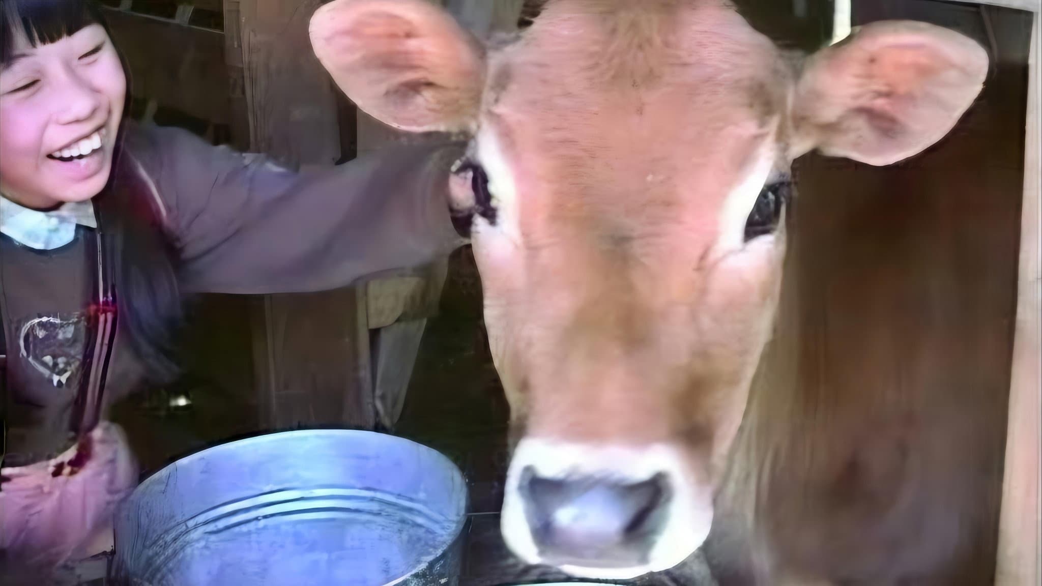 Lessons from a Calf - immagine