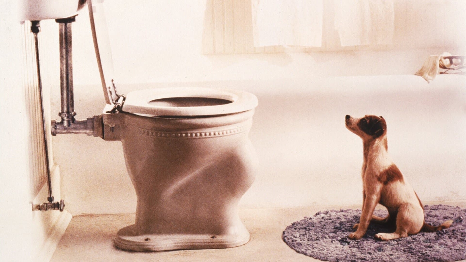Il mio cane Skip - immagine