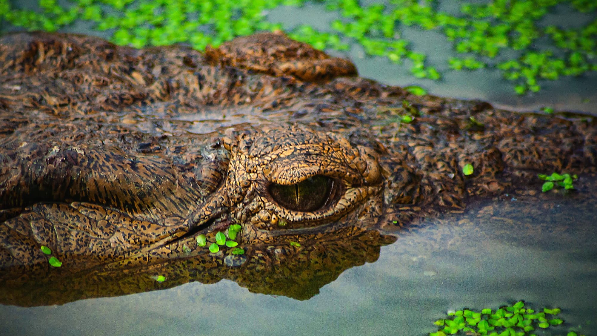 Crocodiles Revealed - immagine