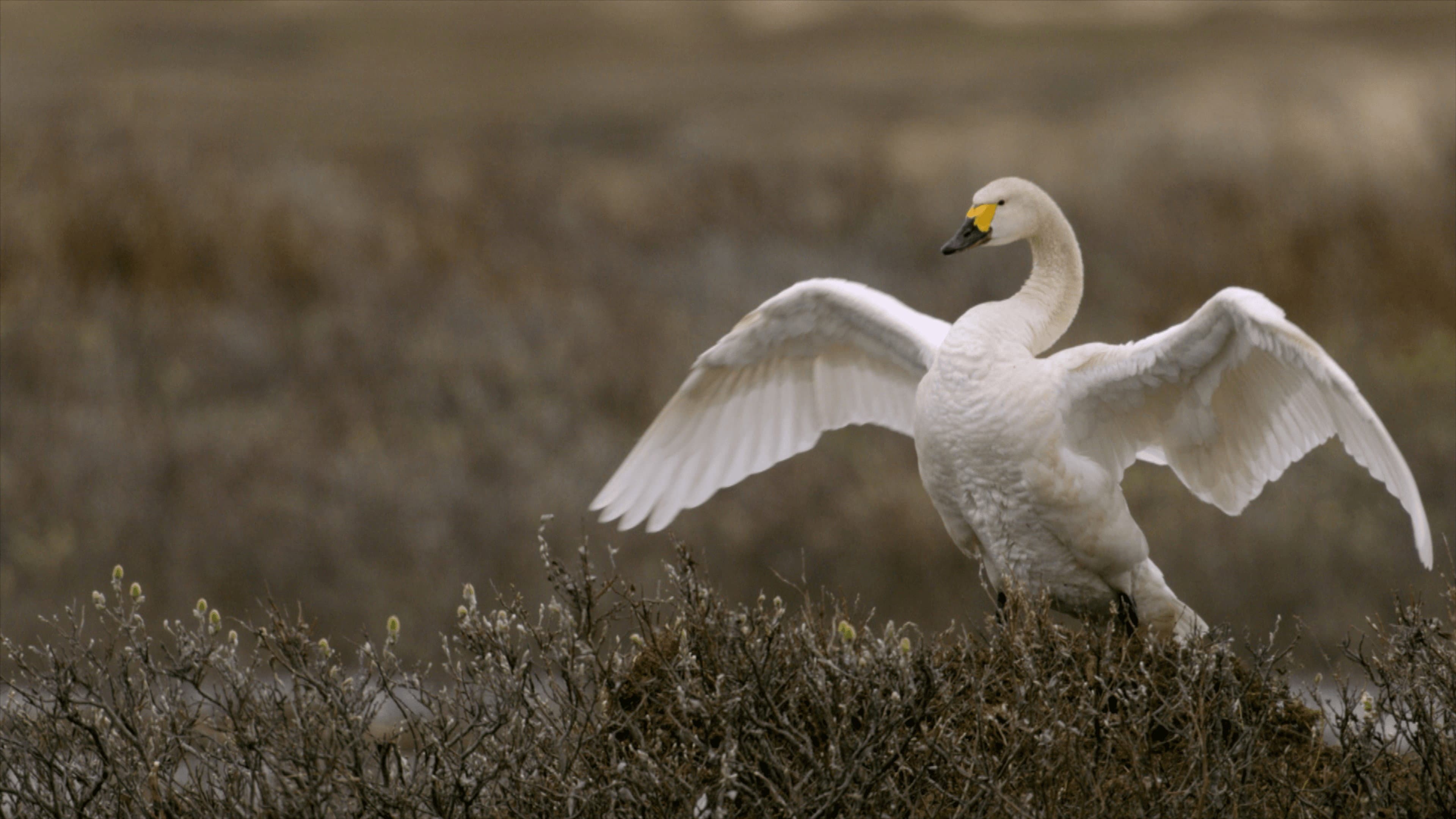 Swans: Mystery of the Missing - immagine