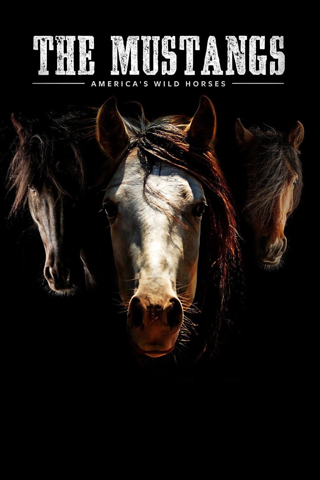 Poster di The Mustangs: America's Wild Horses