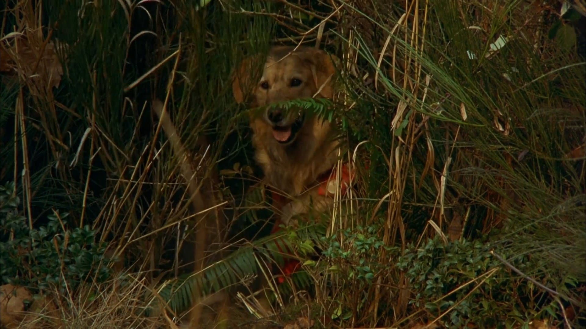 Air Bud - Campione a quattro zampe - immagine